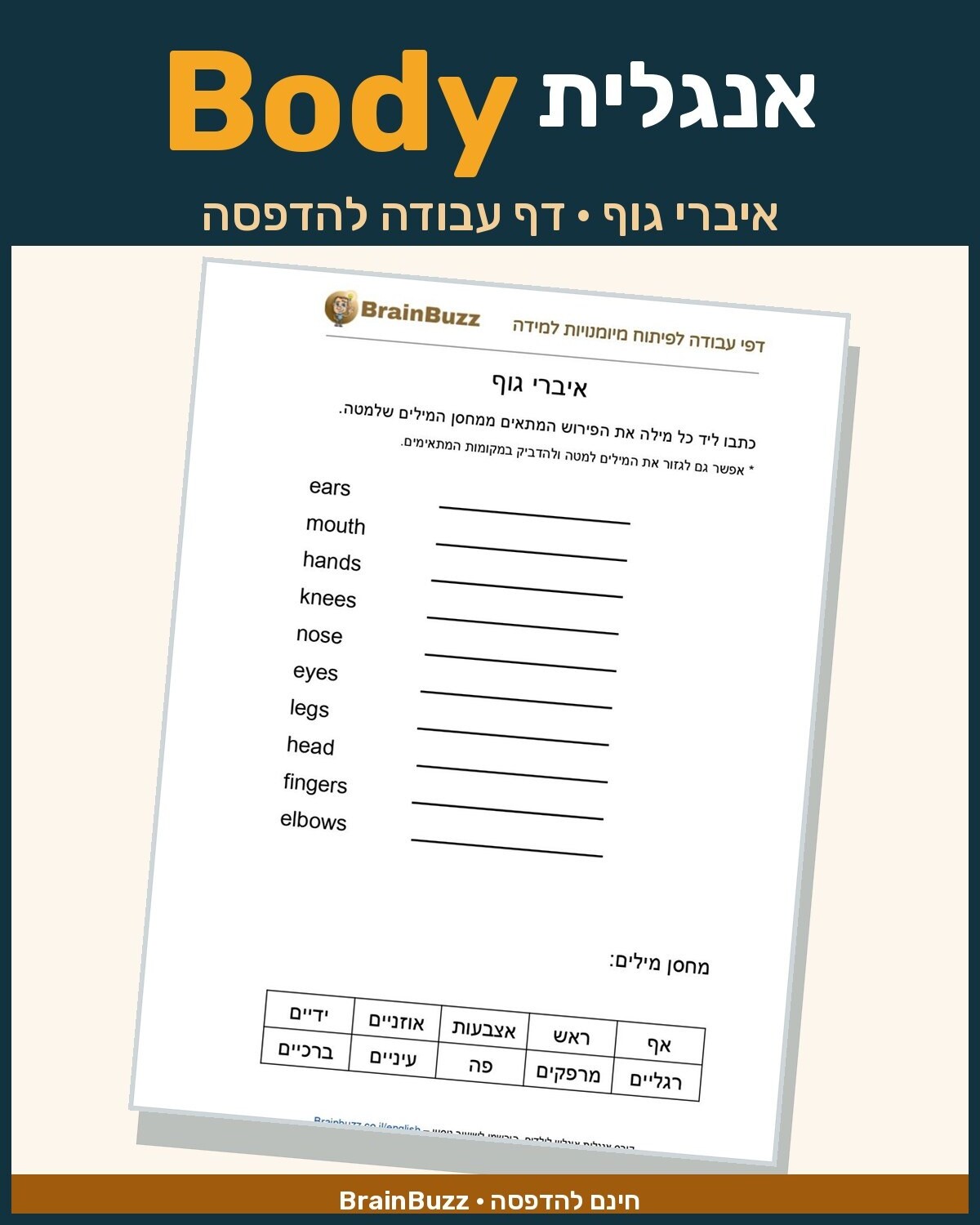 איברי גוף באנגלית – דף עבודה באנגלית לילדים בחינם